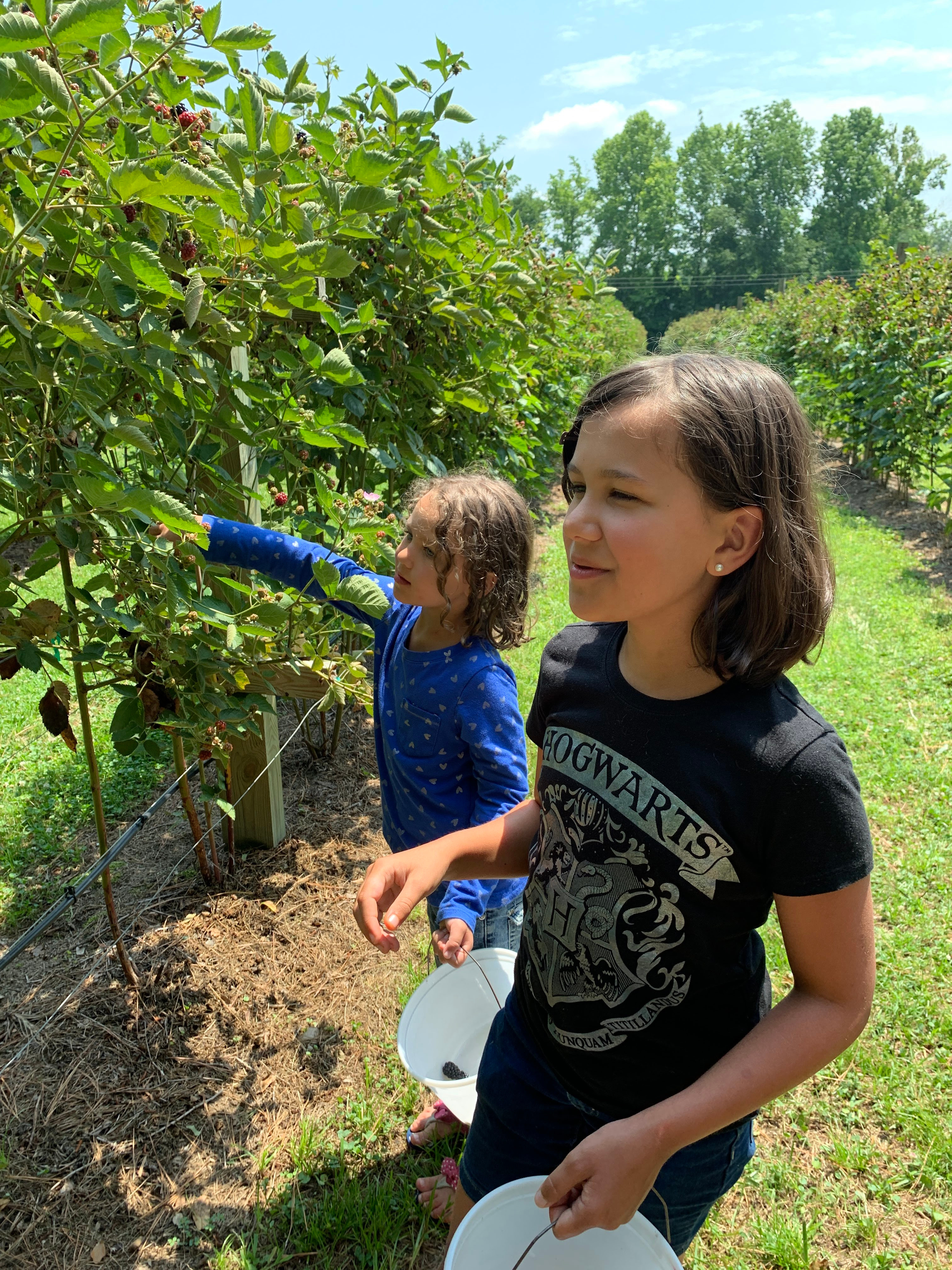 blackberries